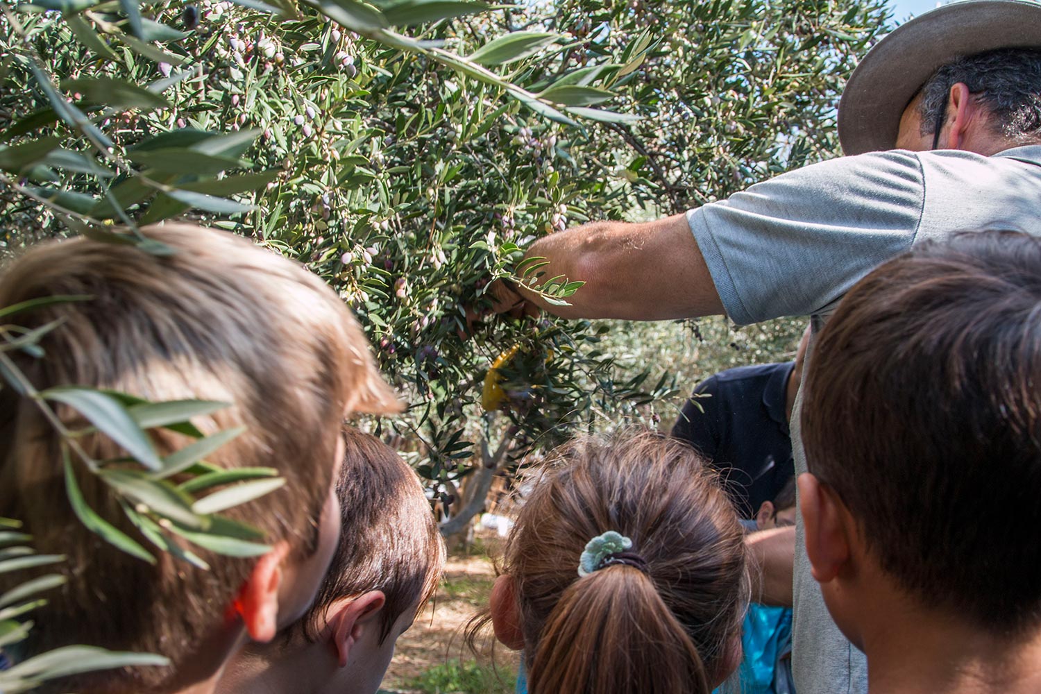 anemomyloi-olive-harvest-0