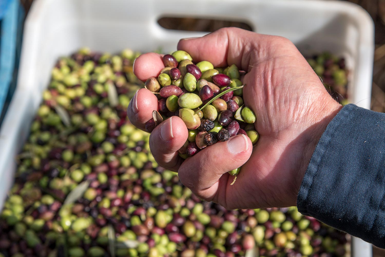 anemomyloi-olive-harvest-00