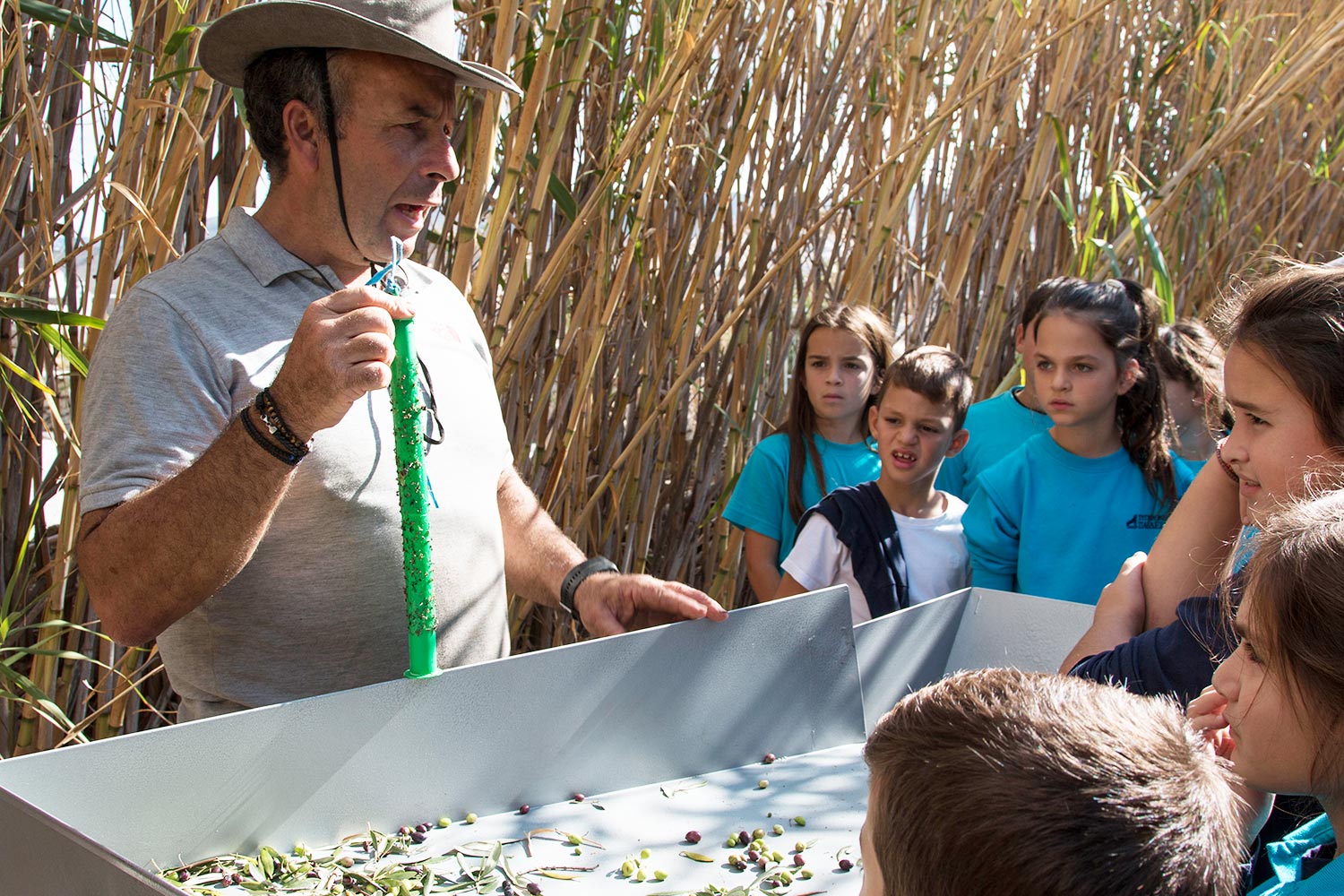 anemomyloi-olive-harvest-1