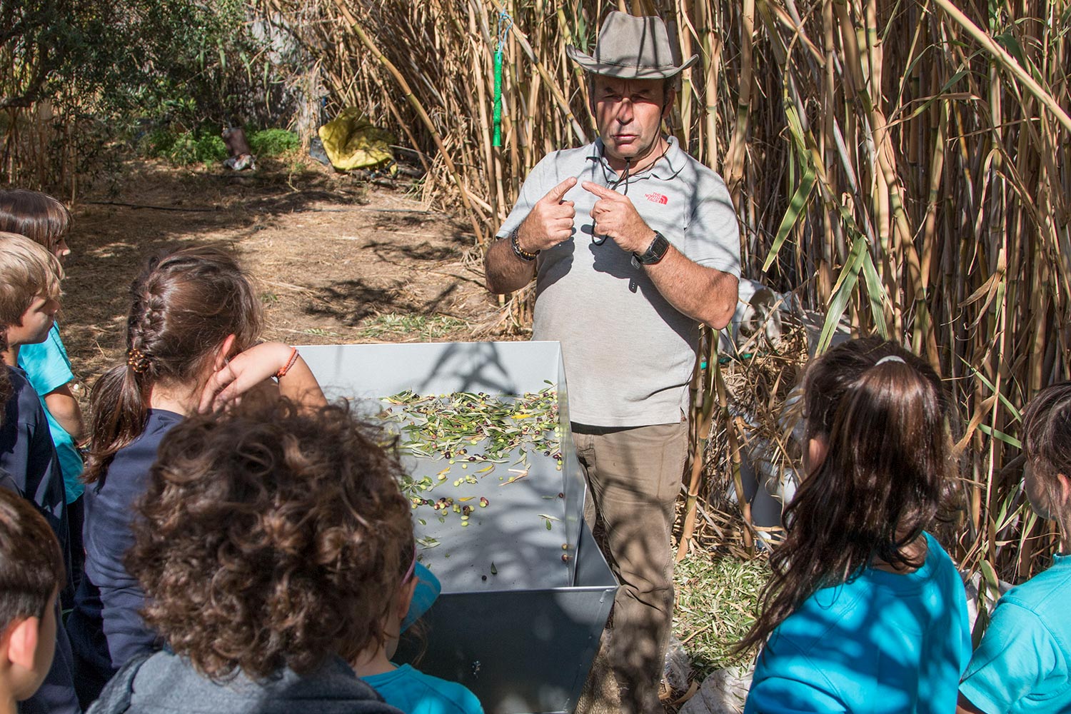 anemomyloi-olive-harvest-11