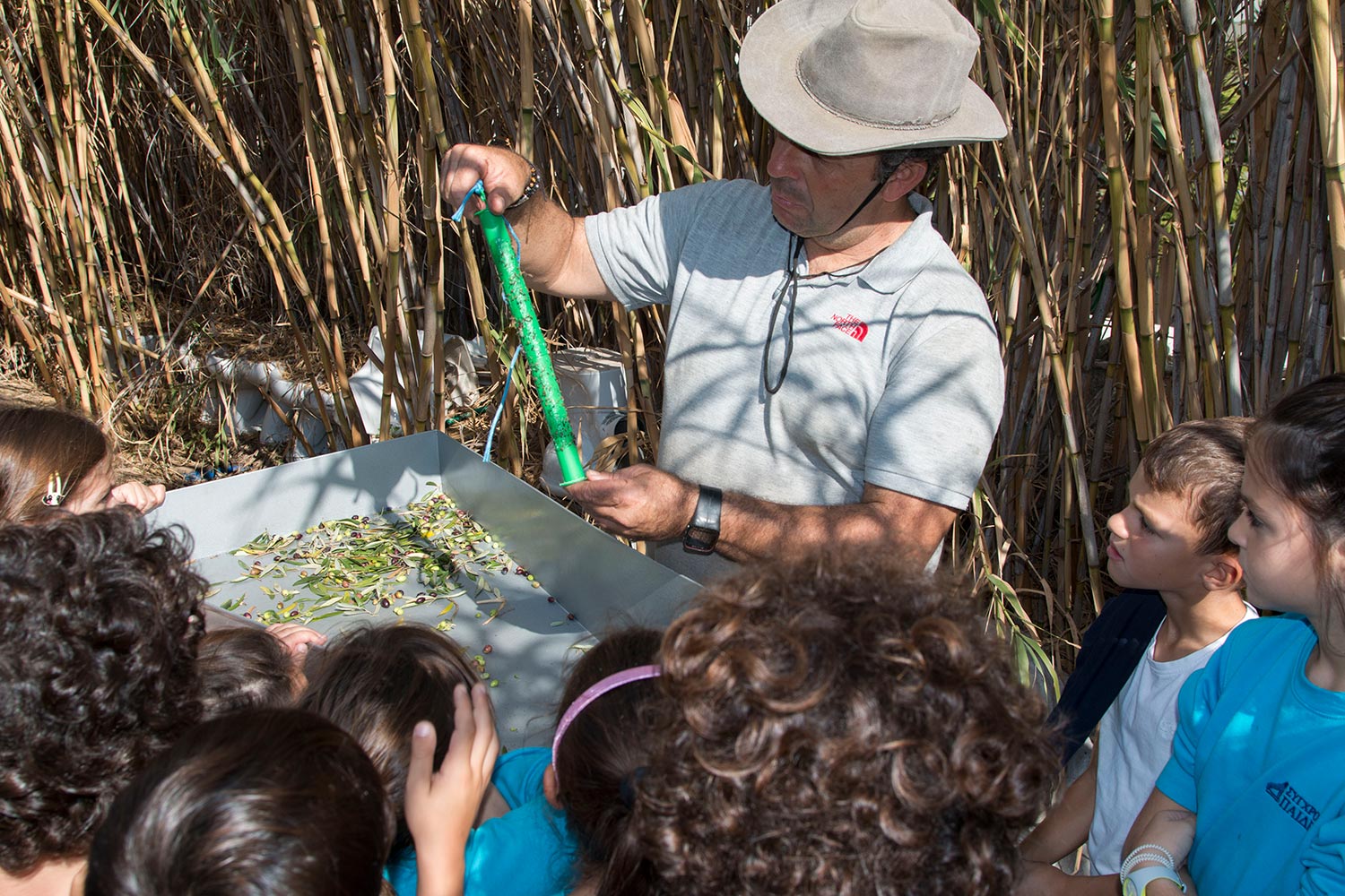 anemomyloi-olive-harvest-2