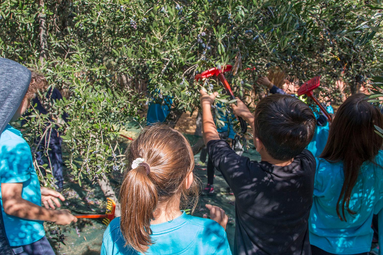 anemomyloi-olive-harvest-3