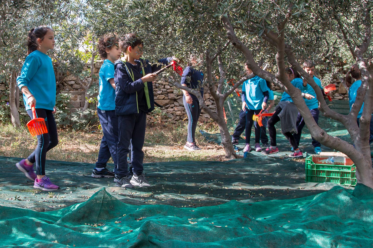 anemomyloi-olive-harvest-5