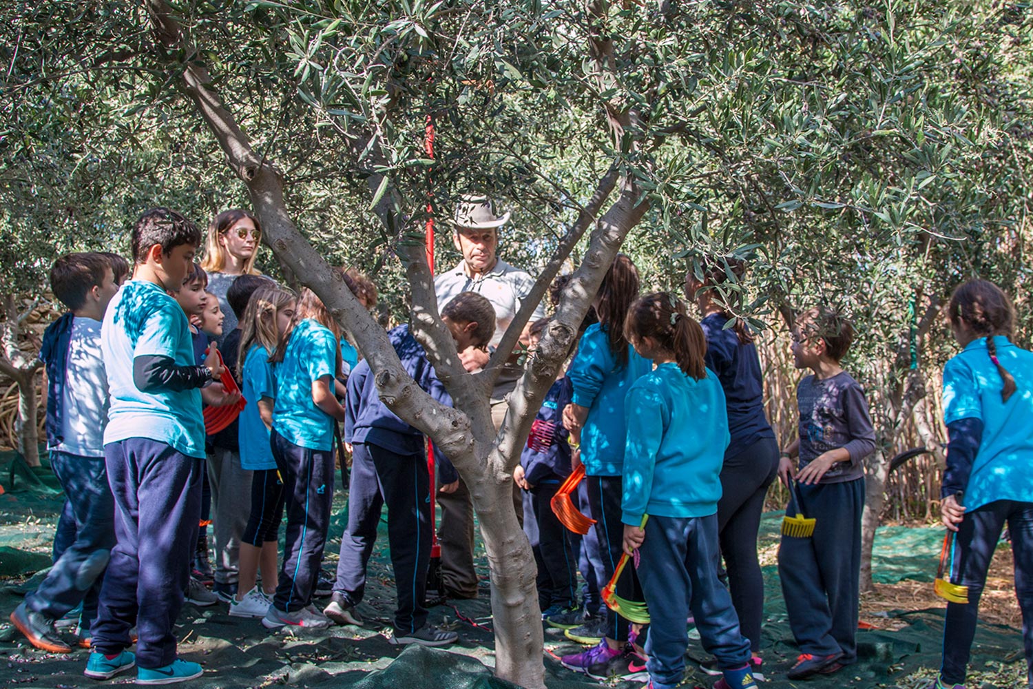 anemomyloi-olive-harvest-6