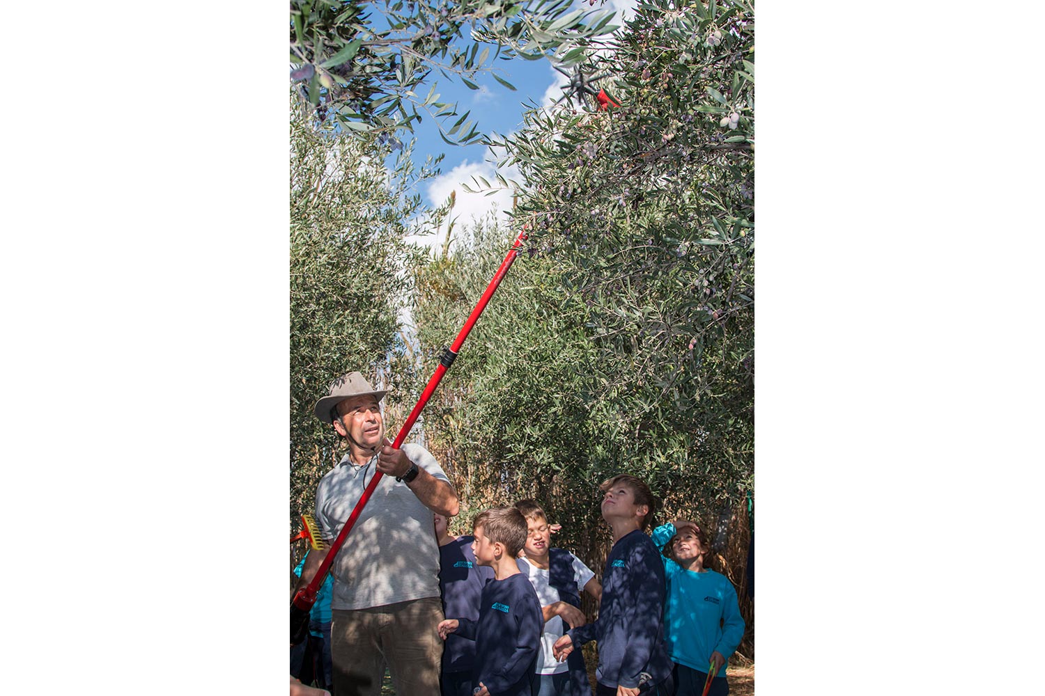 anemomyloi-olive-harvest-9